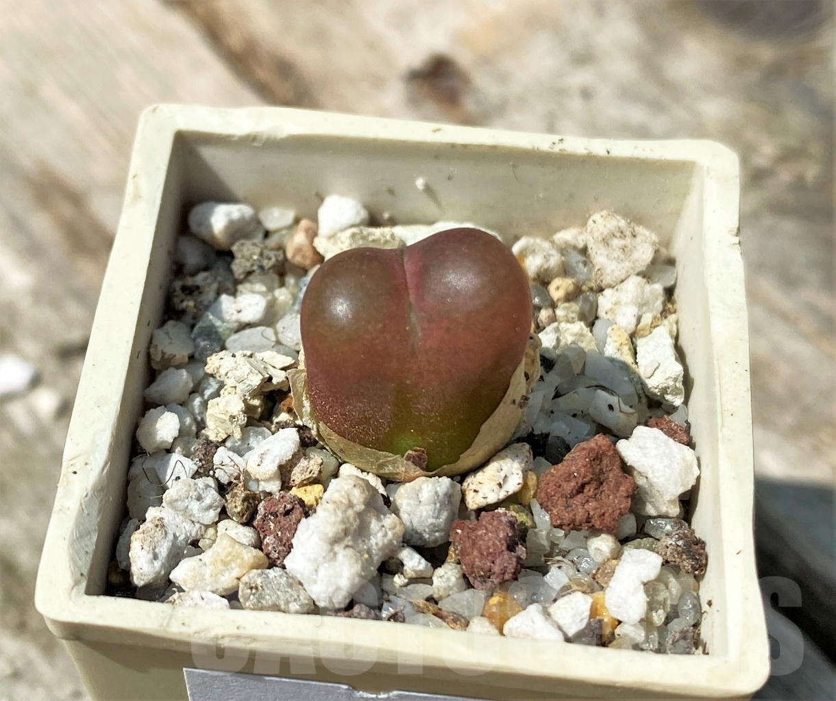 SHPR11001 Conophytum maughanii – Кактус онлайн