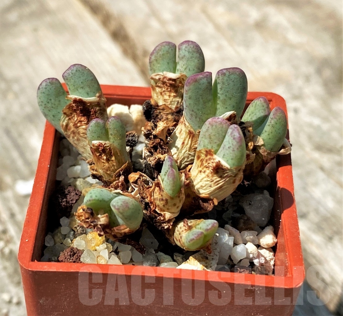 SHPR11002 Conophytum taylorianum ssp rosynense NBG 325\94