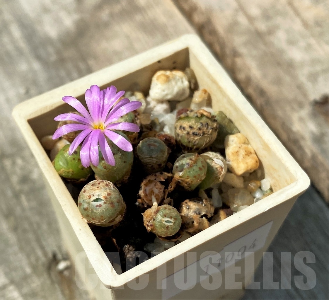 SHPR11004 Conophytum minutum CR 1320 - Image 2