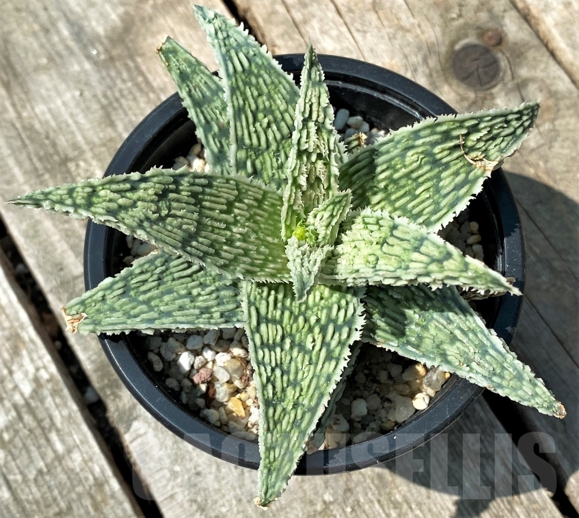 SHPR11005 Aloe 'Sugar candy' – Bild 2