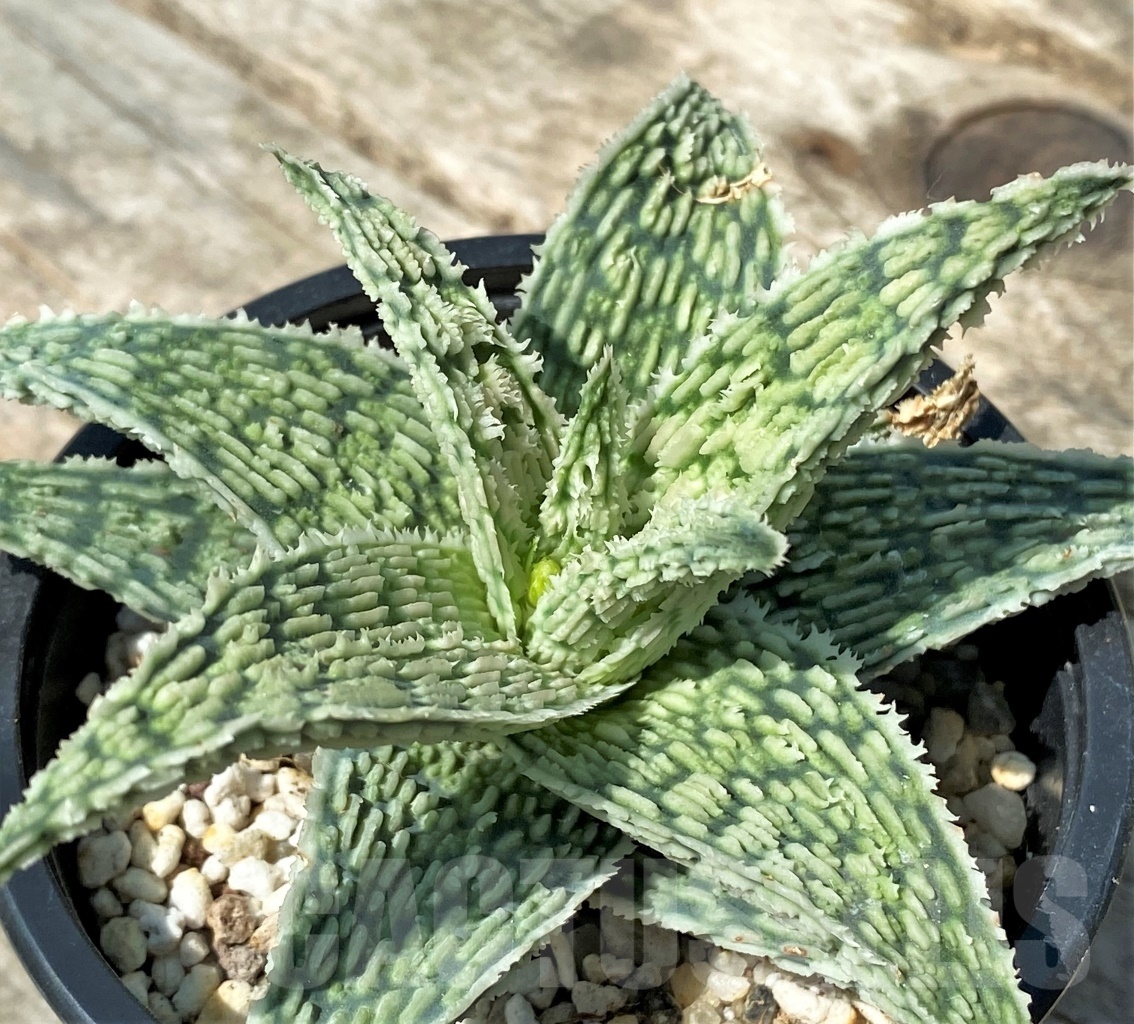 SHPR11005 Aloe 'Sugar candy'