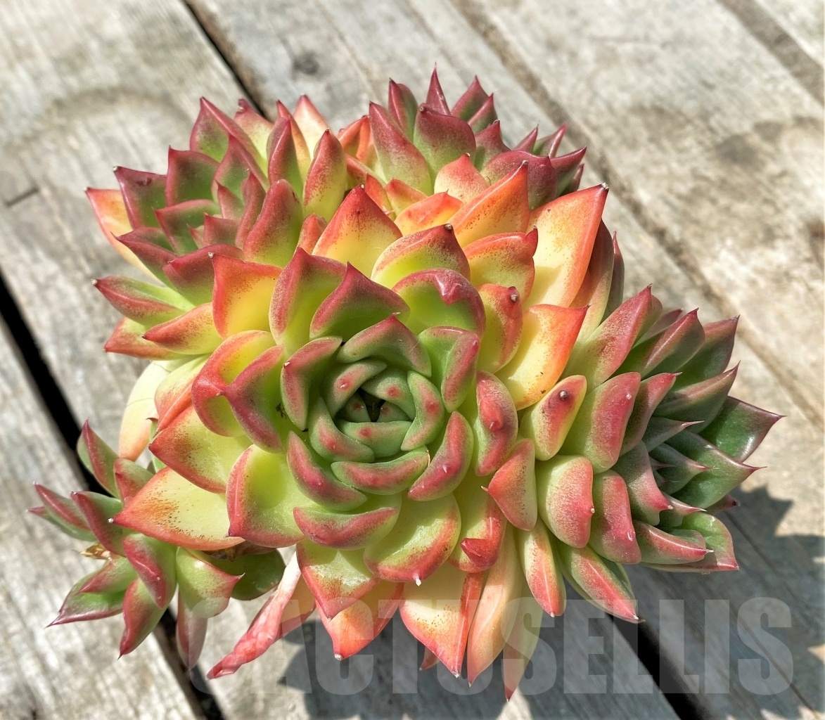 SHPR11007 Echeveria 'Floreana'