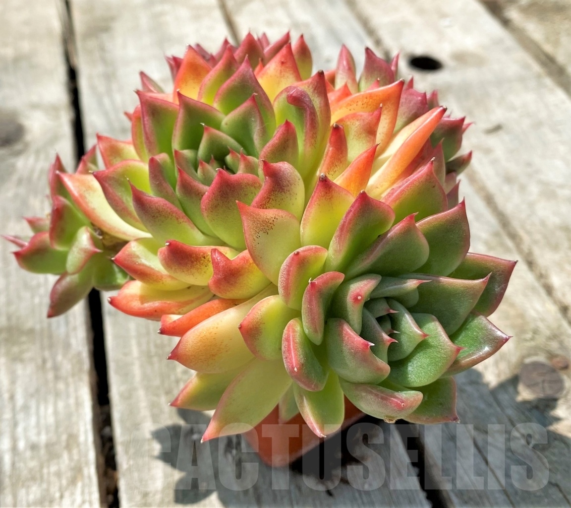 SHPR11007 Echeveria 'Floreana' – Bild 2