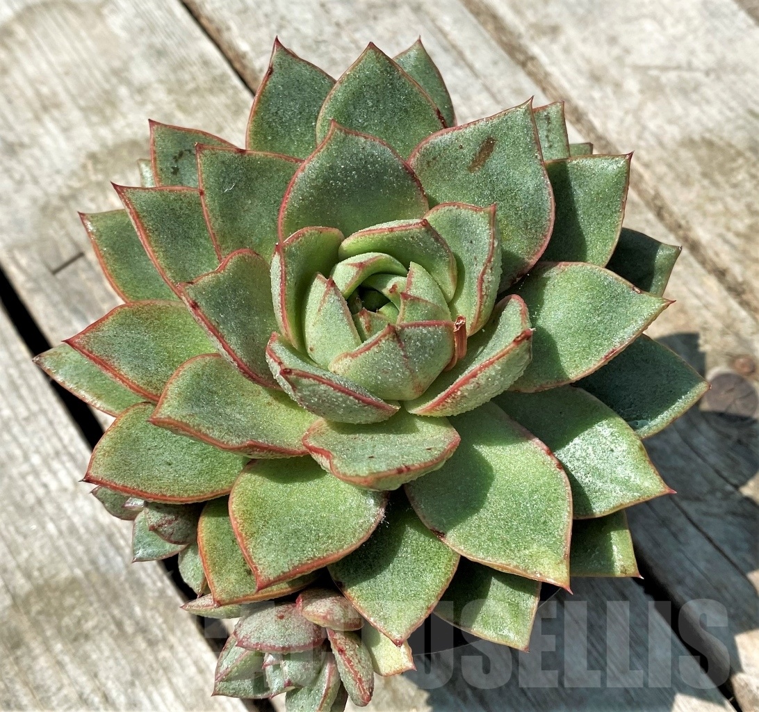 SHPR11008 Echeveria laui x purpusorum