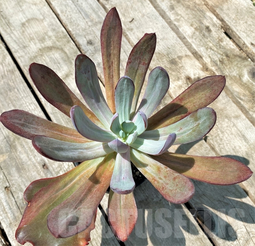 SHPR11009 Echeveria 'Dream and Phantasm'