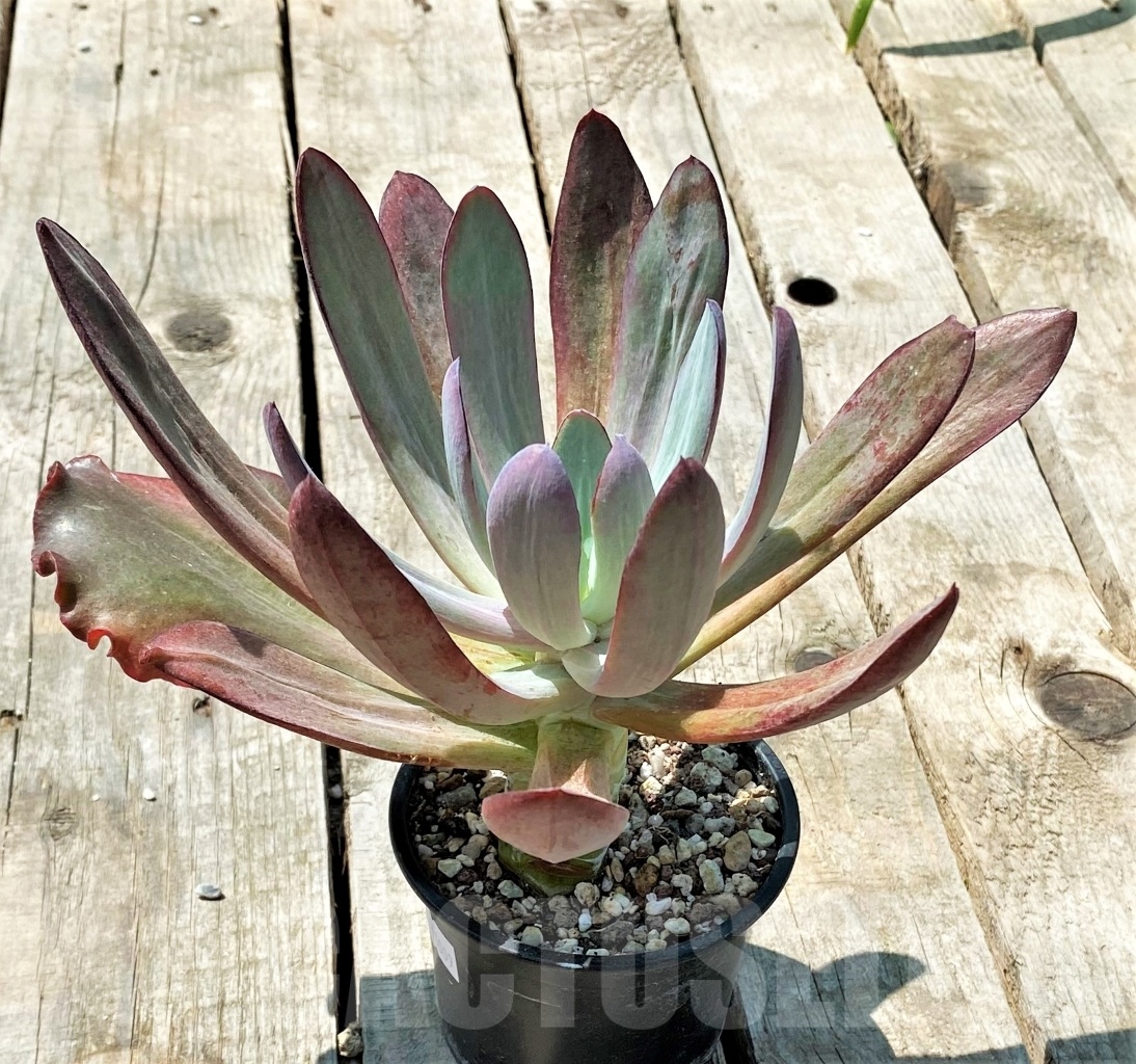 SHPR11009 Echeveria 'Dream and Phantasm' - immagine 2
