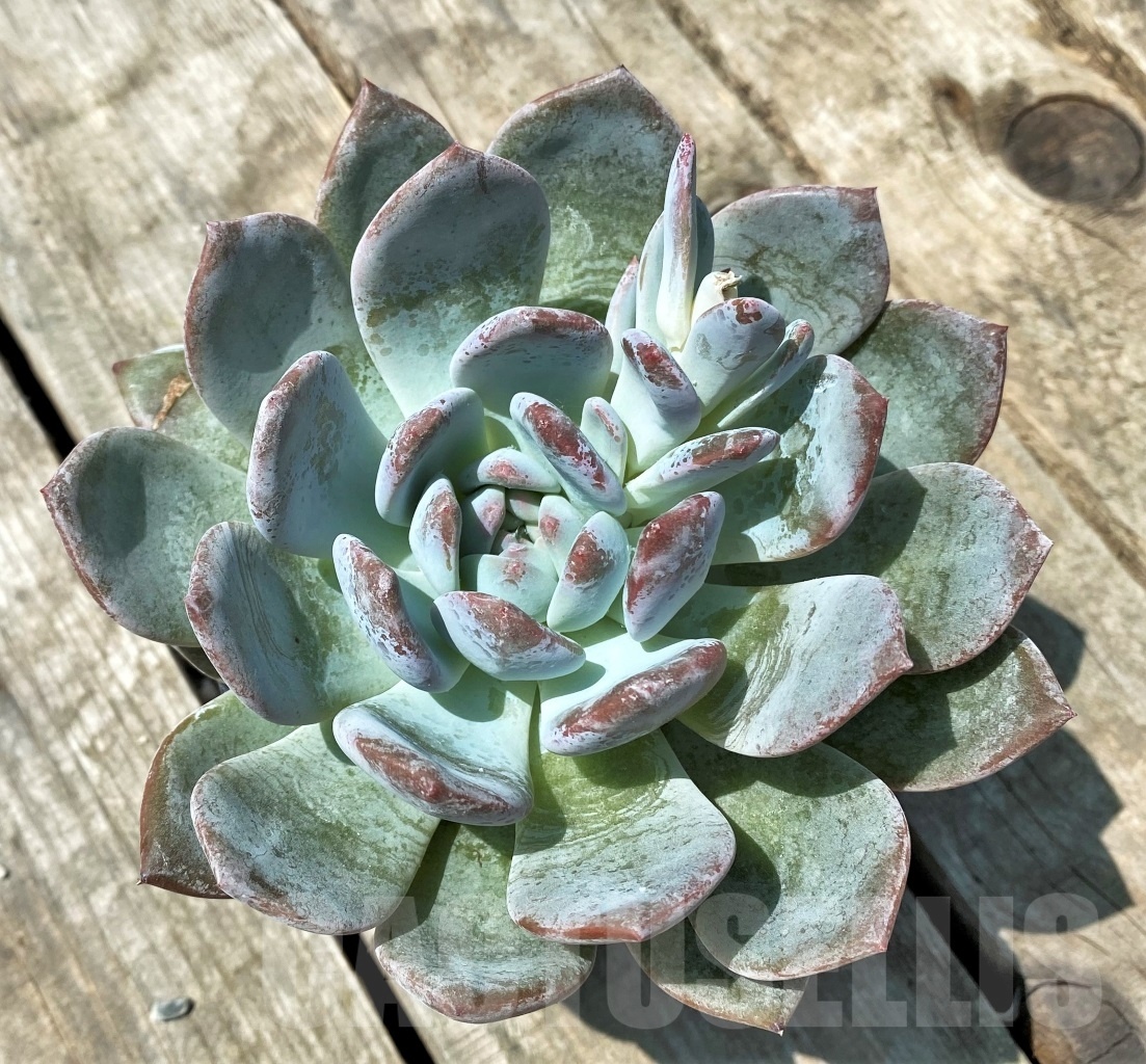 SHPR11010 Echeveria hybrid