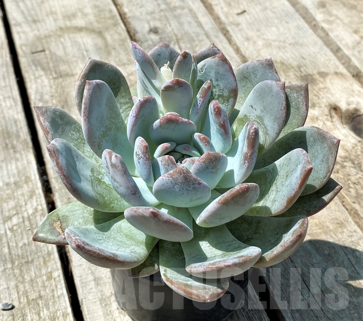 SHPR11010 Echeveria hybrid - immagine 2