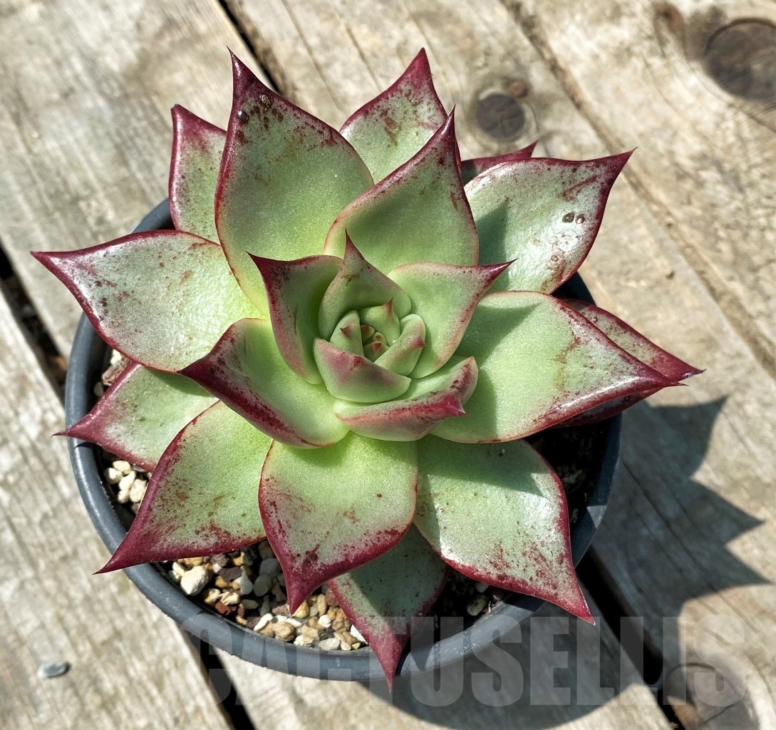 SHPR11012 Echeveria agavoides - immagine 2