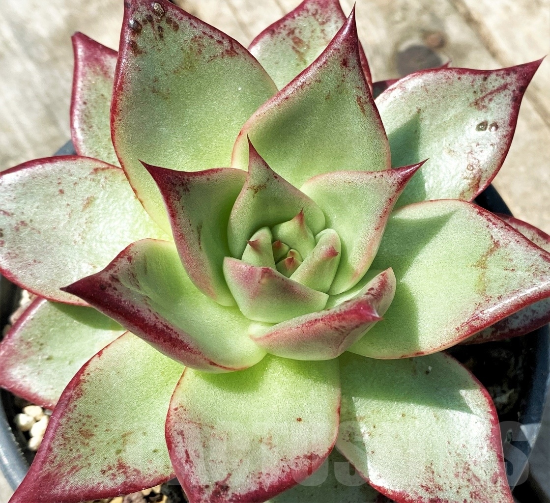 SHPR11012 Echeveria agavoides
