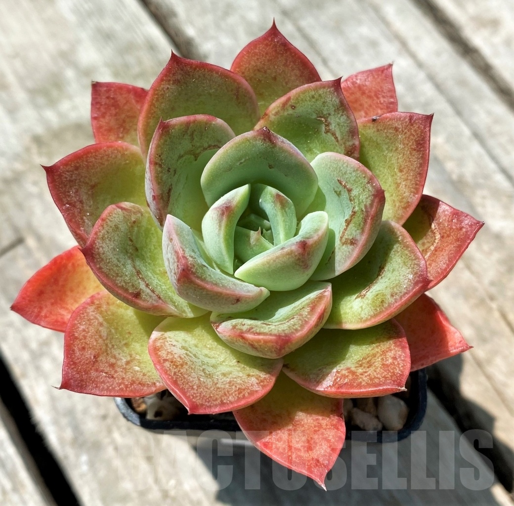 SHPR11014 Echeveria poldensis 'Kevin' - Obrázek 2