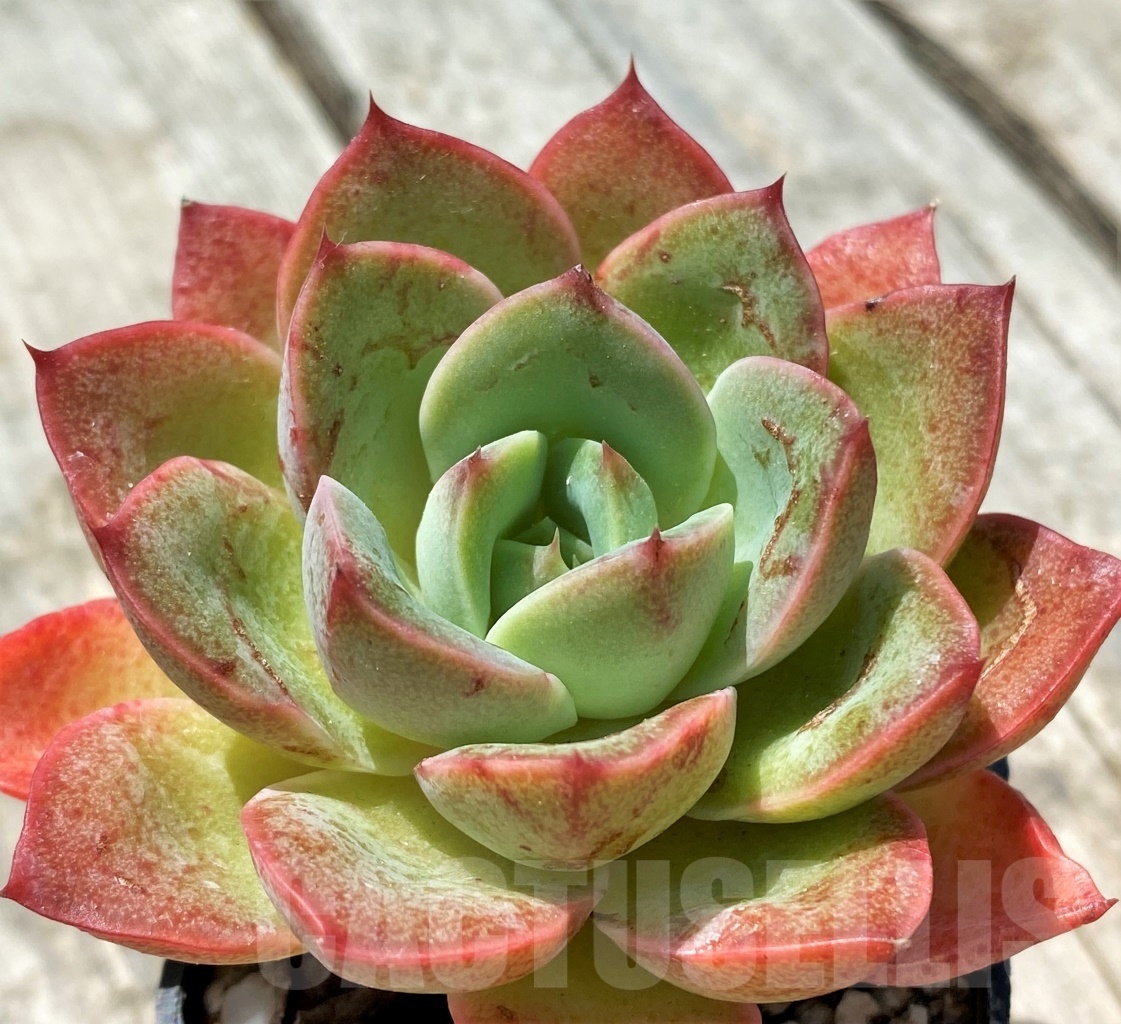 SHPR11014 Echeveria poldensis 'Kevin'