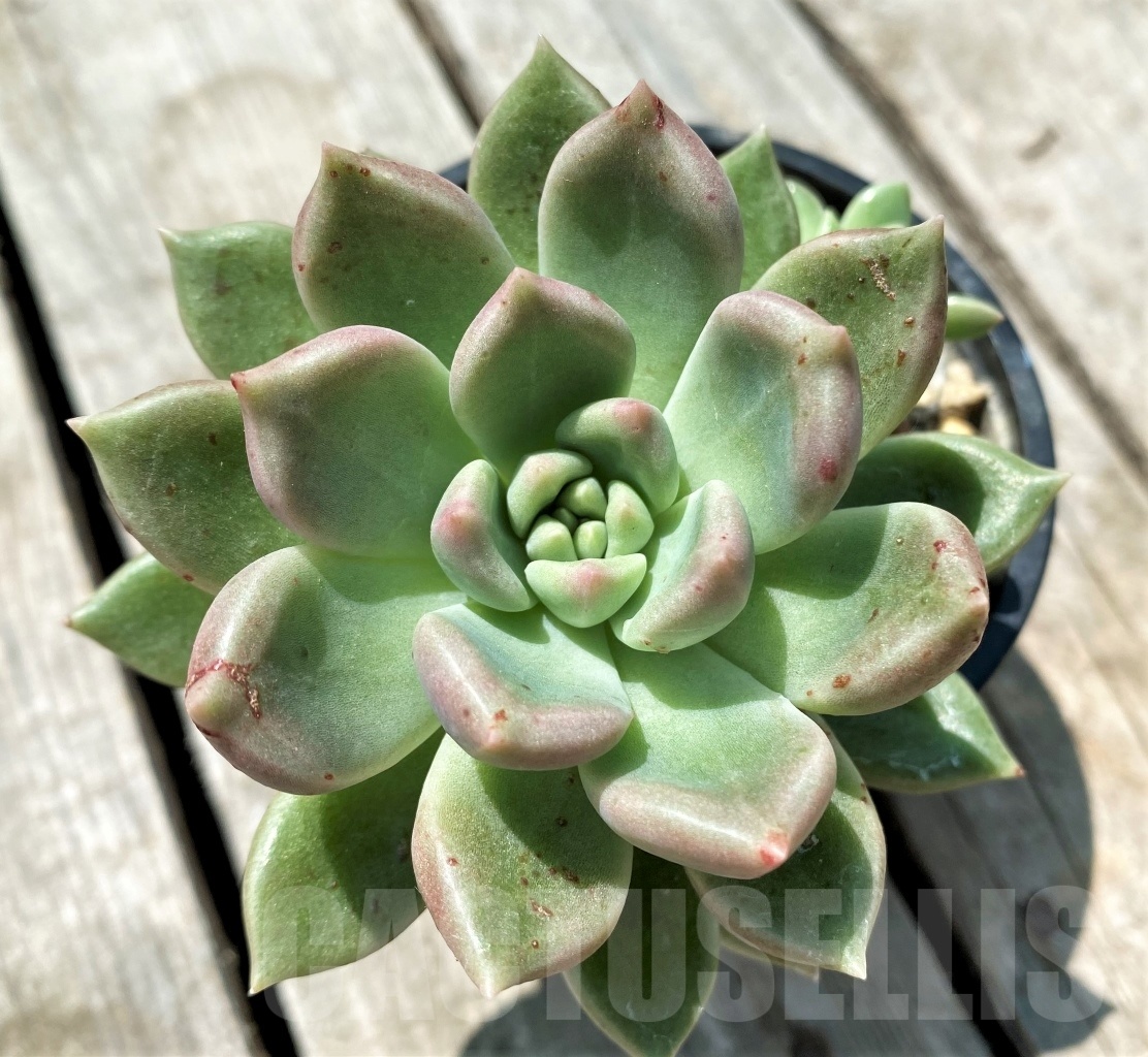 SHPR11016 Echeveria 'Avocado Cream'