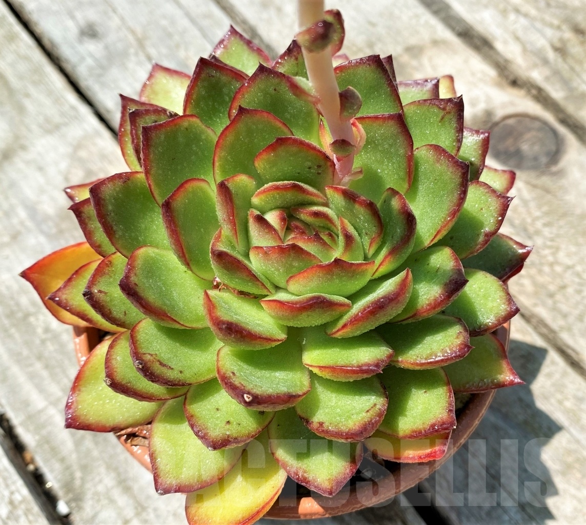 SHPR11017 Echeveria ‘Polaroid Anna’