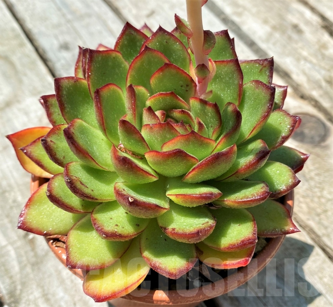 SHPR11017 Echeveria ‘Polaroid Anna’ - Obrázek 2