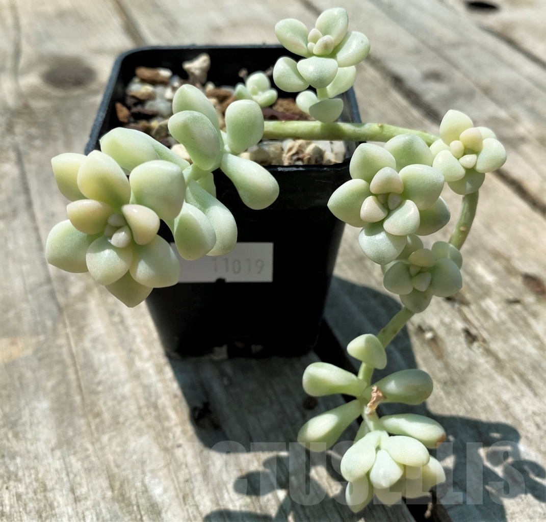 SHPR11019 Graptopetalum mendozae variegata