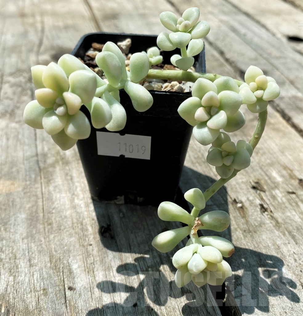 SHPR11019 Graptopetalum mendozae variegata - Obrázek 2
