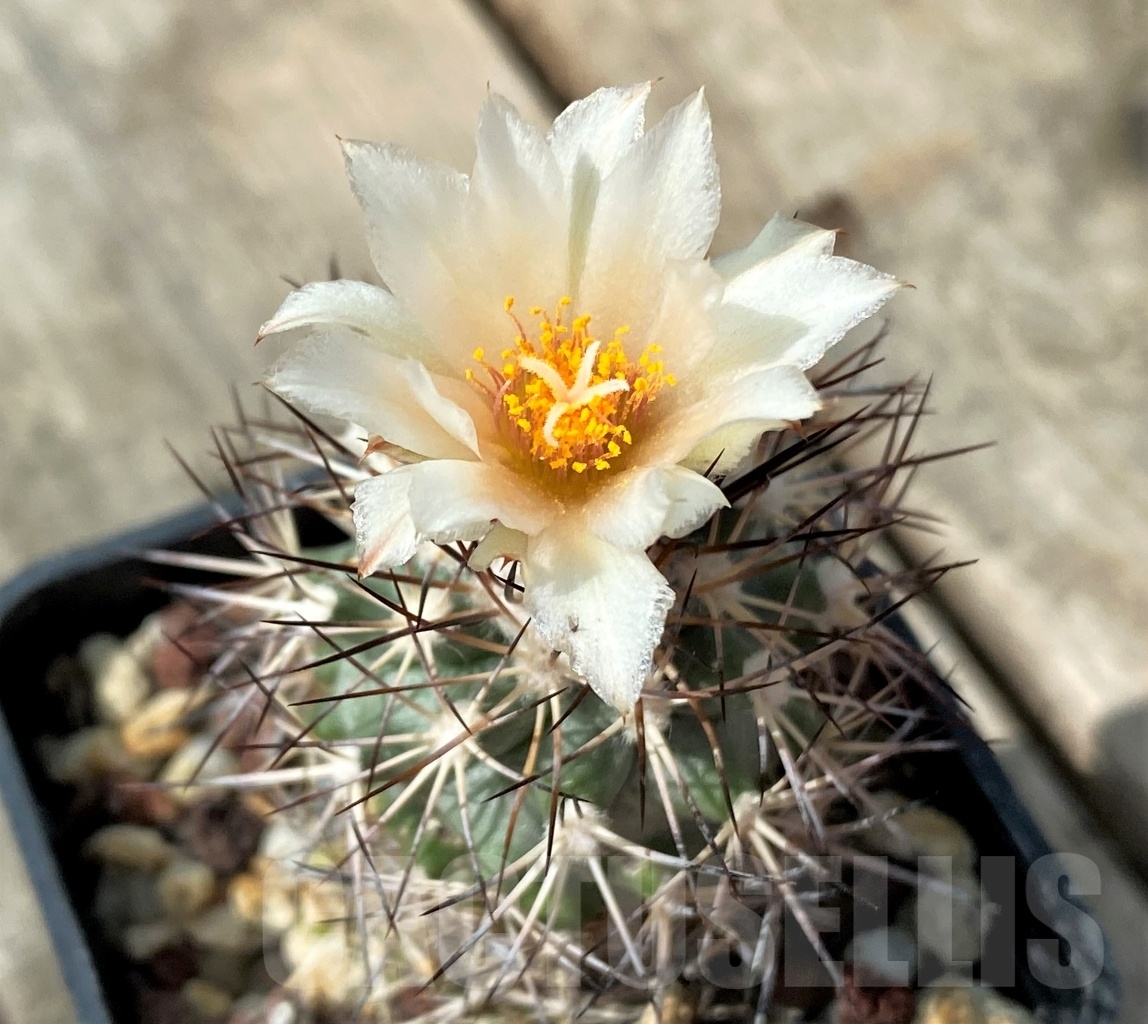 SHPR11022 Gymnocactus gielsdorfianus