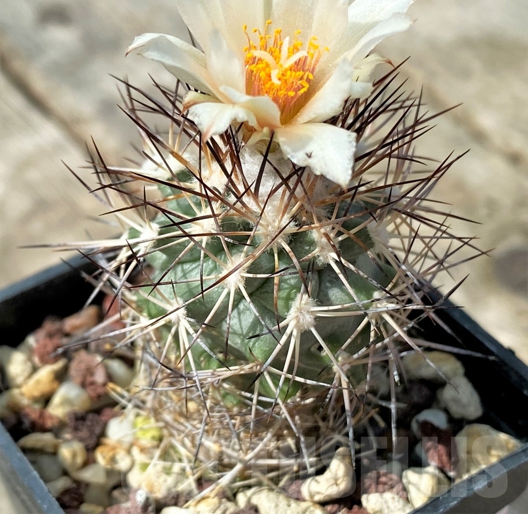 SHPR11022 Gymnocactus gielsdorfianus – Image 2