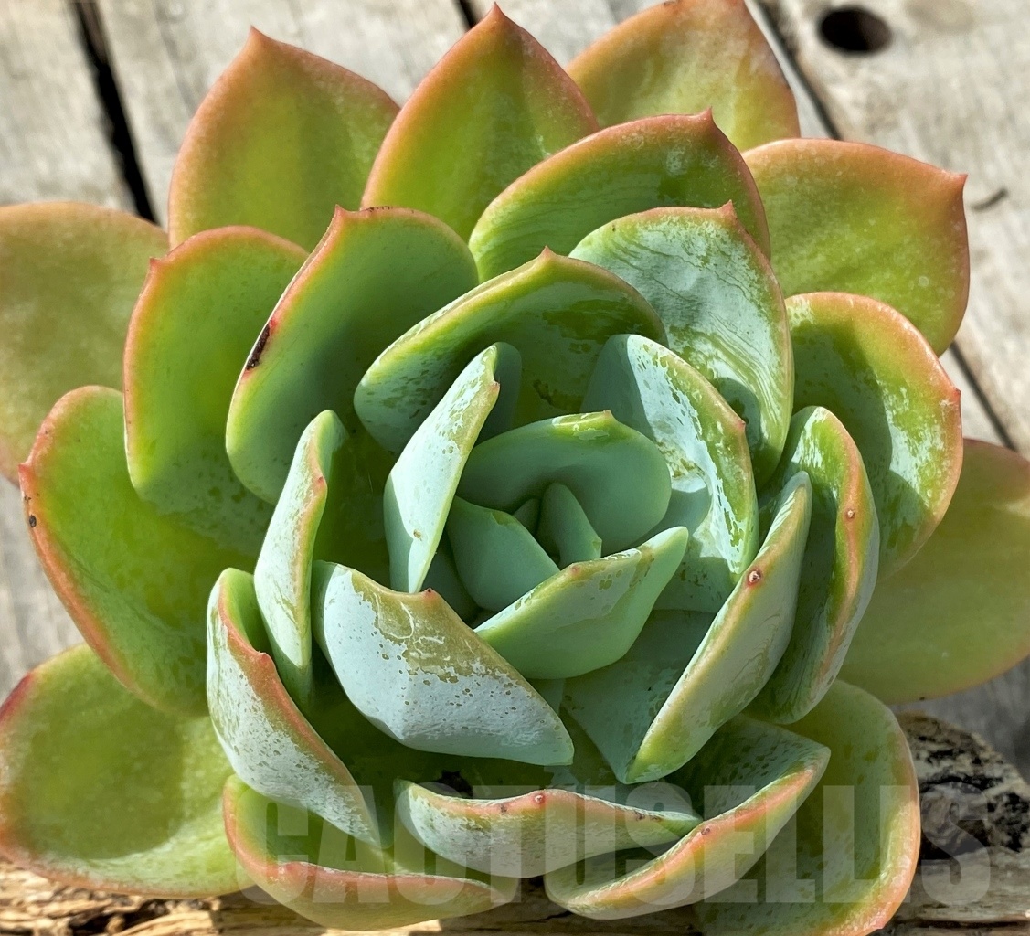 SHPR11023 Echeveria hybrid