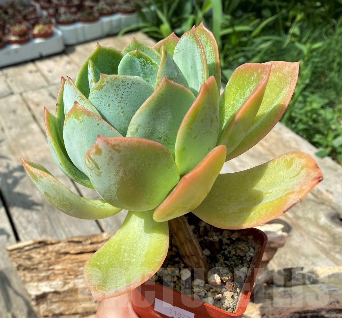 SHPR11023 Echeveria hybrid - Image 2