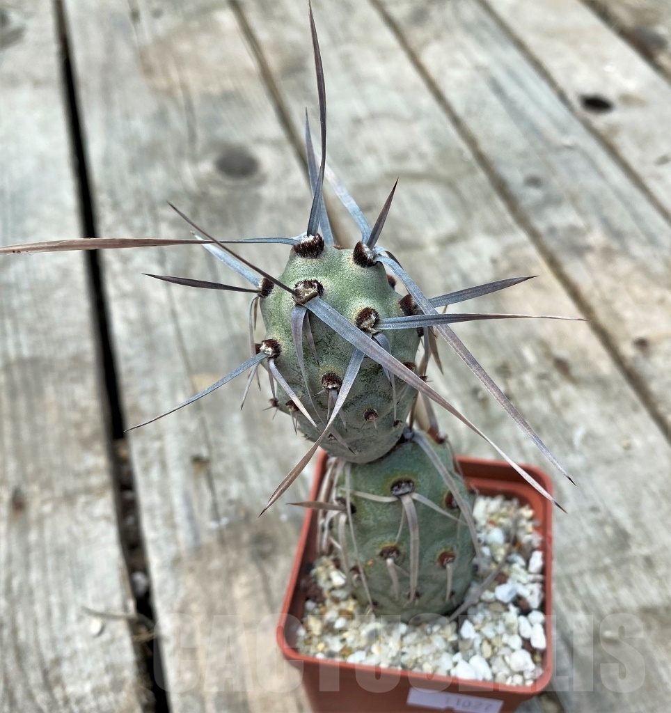 SHPR11027 Tephrocactus paediophilus KP76A