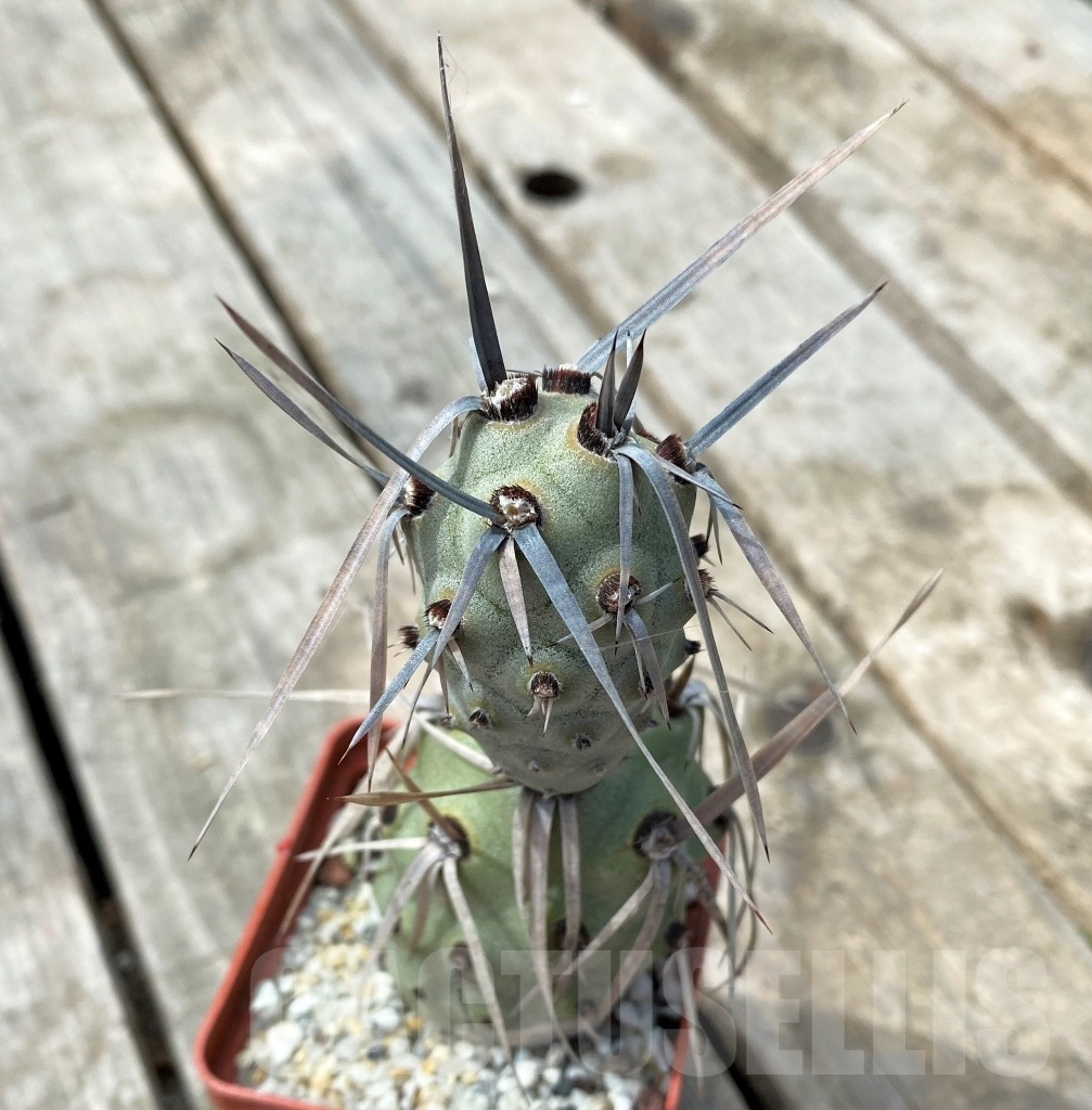 SHPR11028 Tephrocactus paediophilus KP 76 A - Image 2