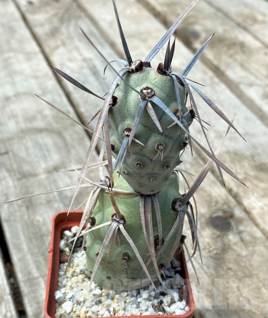 SHPR11028 Tephrocactus paediophilus KP 76 A