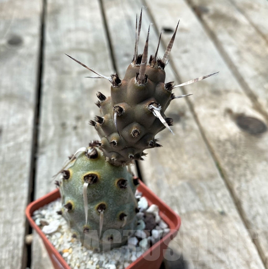 SHPR11029 Tephrocactus articulatus - Image 2