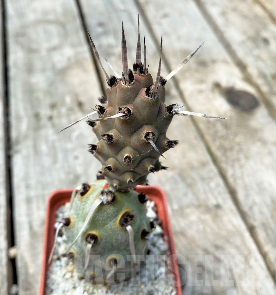 SHPR11029 Tephrocactus articulatus