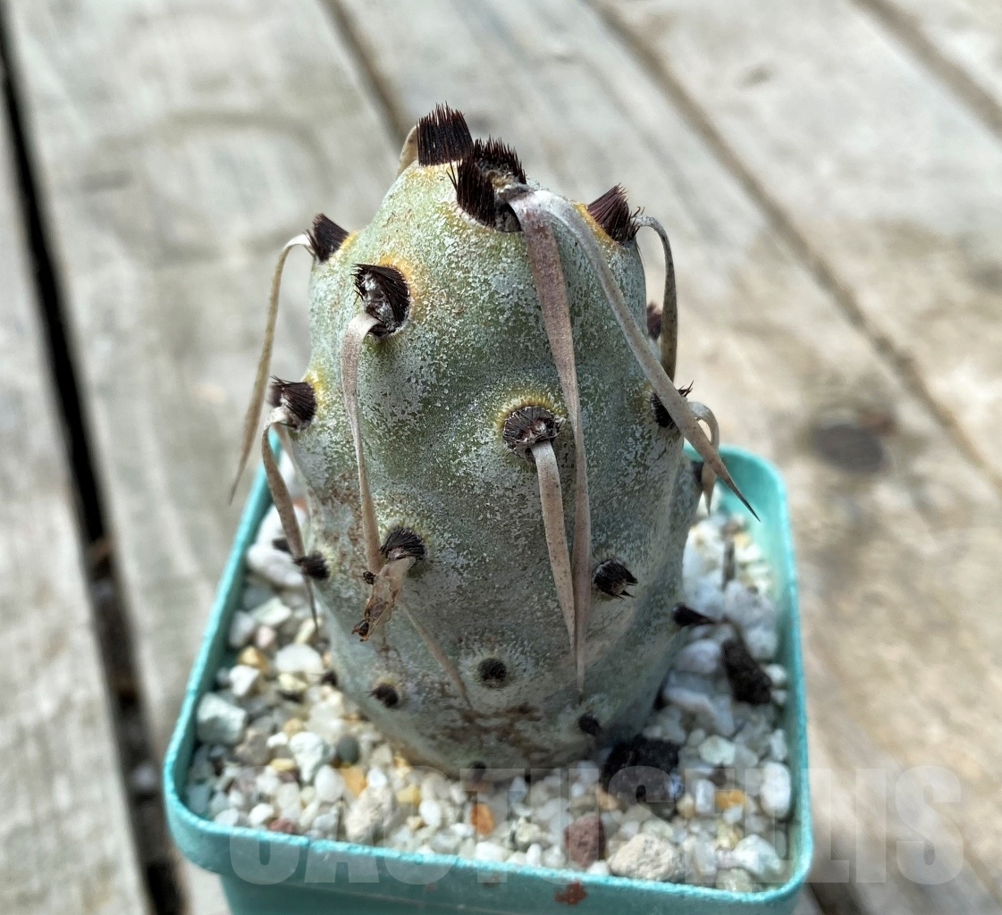SHPR11030 Tephrocactus articulatus