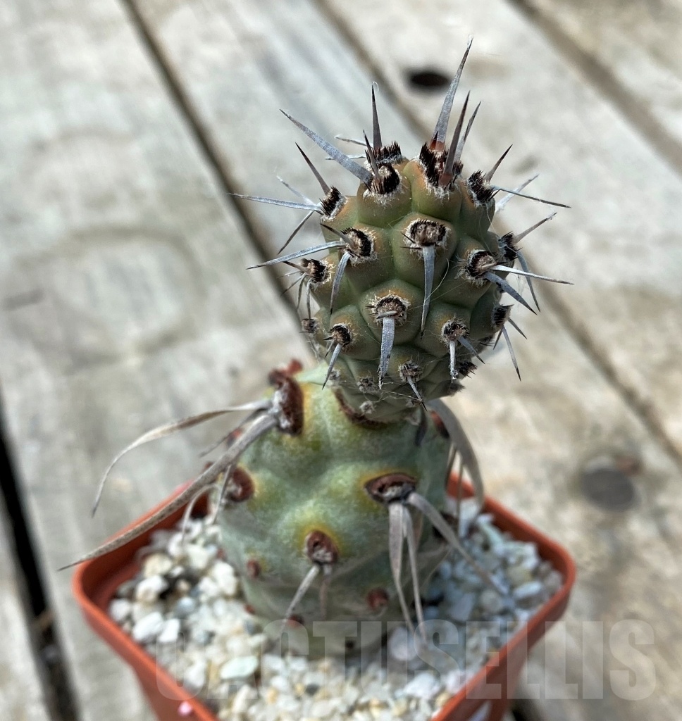 SHPR11033 Tephrocactus paediophilus KP76A