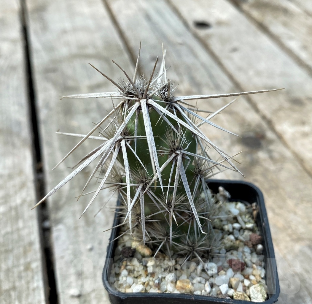 SHPR11036 Corynopuntia clavata