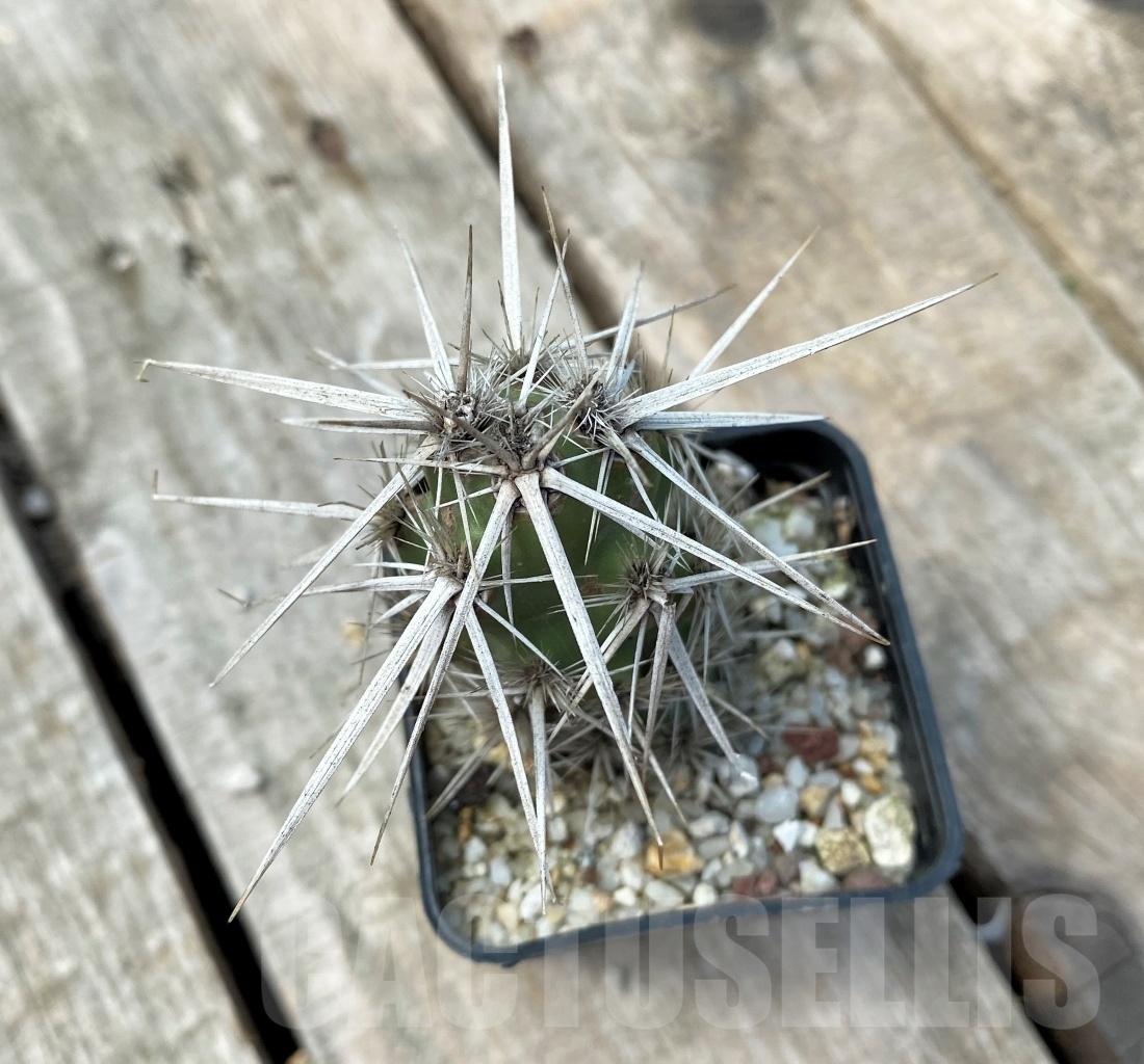 SHPR11036 Corynopuntia clavata - Image 2