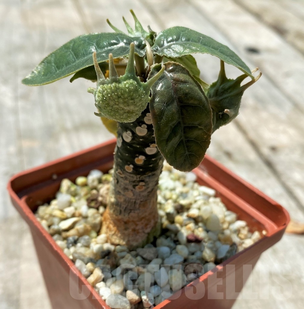 SHPR11026 Dorstenia variegata - immagine 2