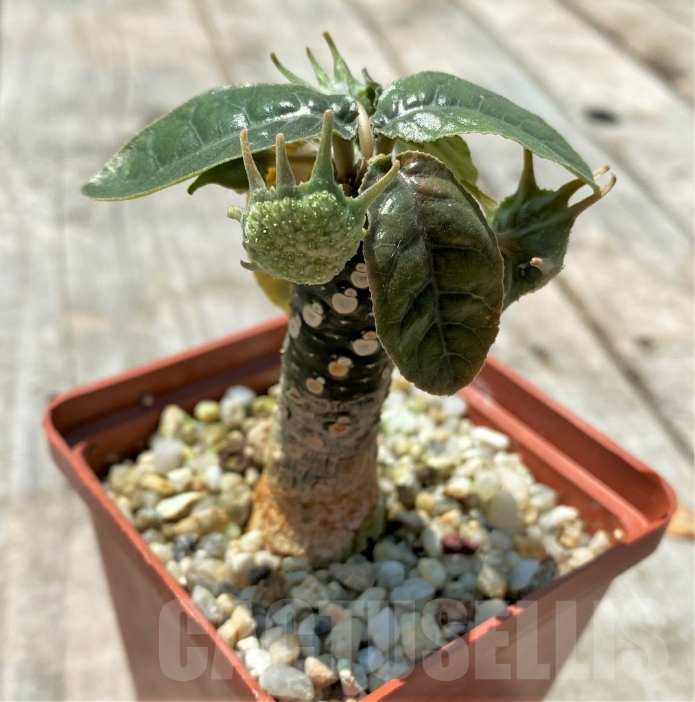 SHPR11026 Dorstenia variegata - immagine 3