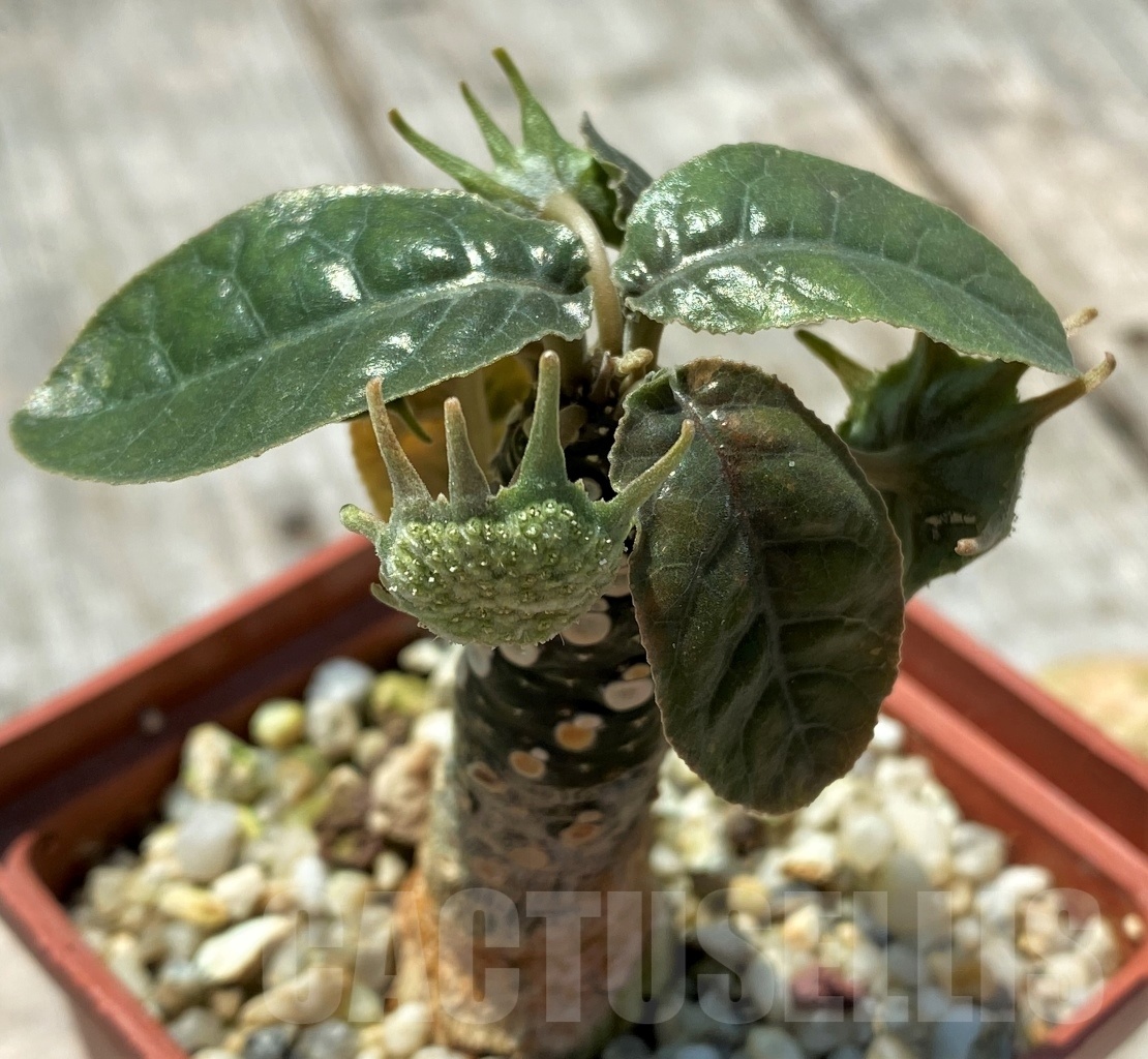 SHPR11026 Dorstenia variegata