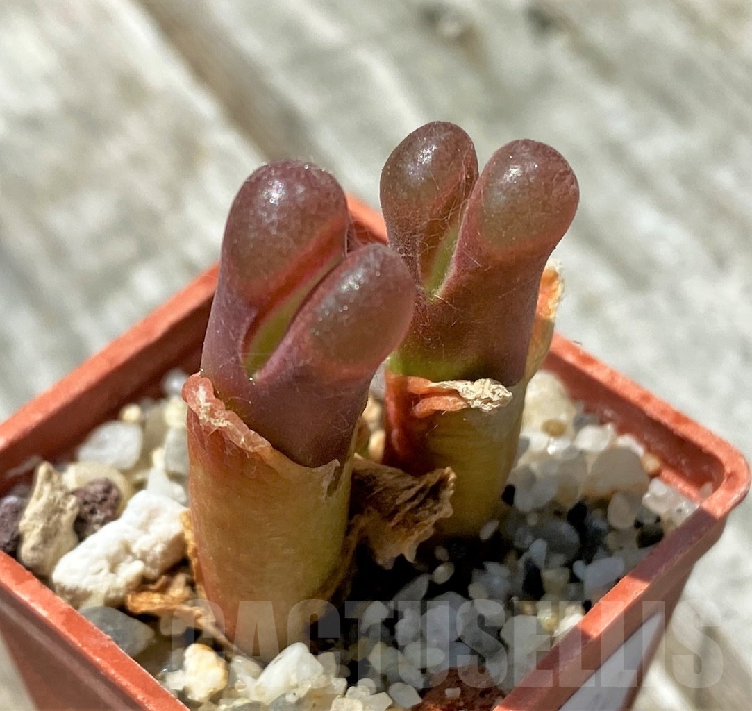 SHPR11032 Conophytum verrucosum