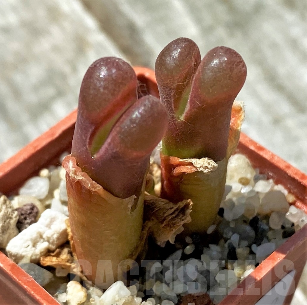 SHPR11032 Conophytum verrucosum - immagine 2