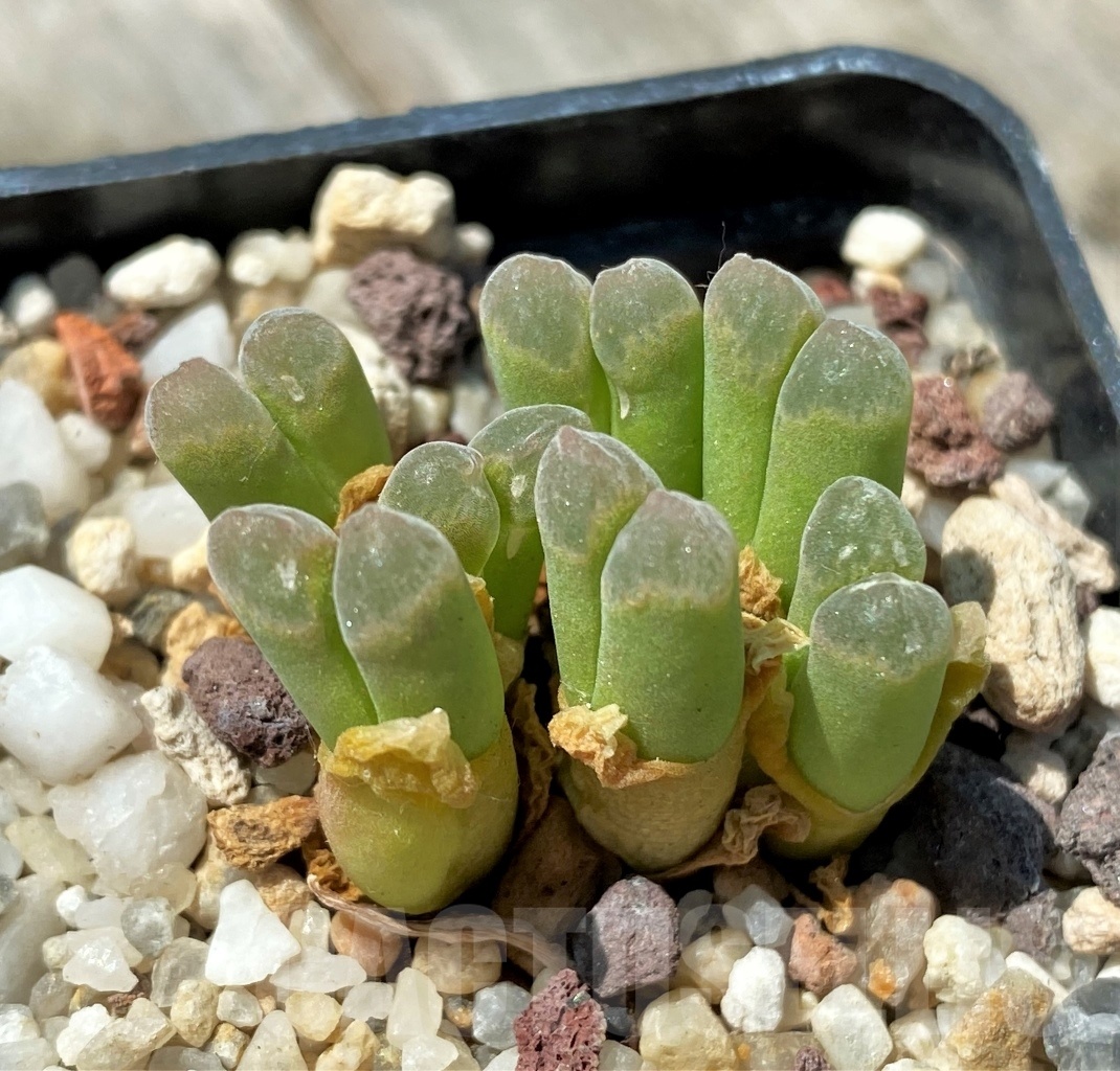 SHPR11035 Conophytum devium SB2275 - Image 2