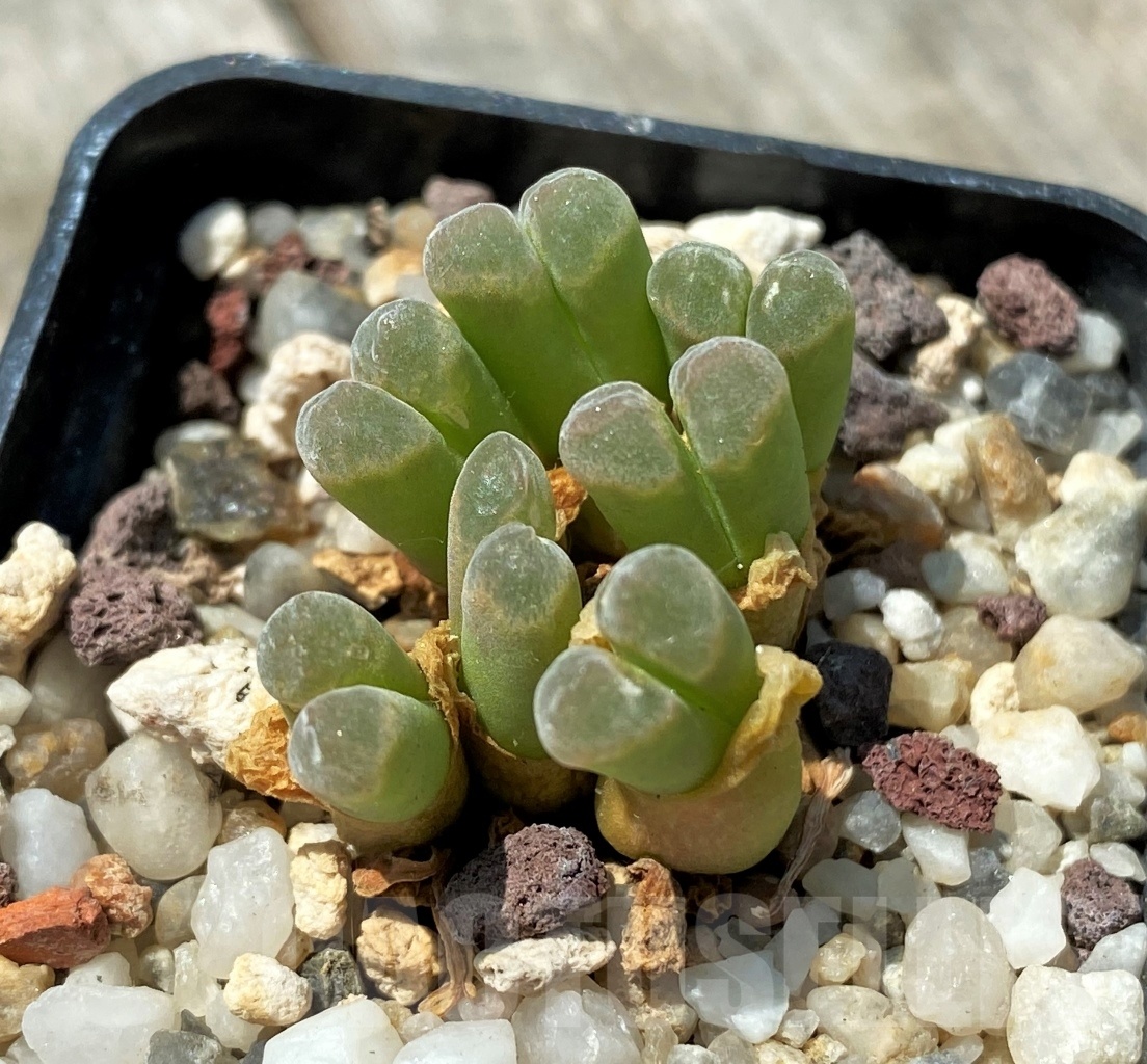 SHPR11035 Conophytum devium SB2275