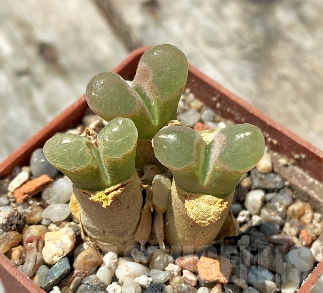 SHPR11037 Conophytum limpidum