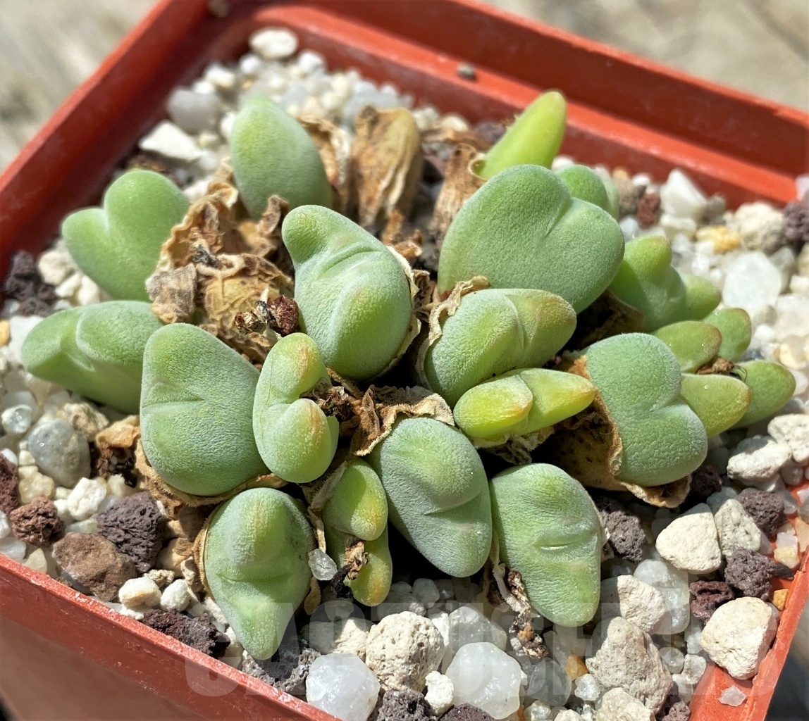 SHPR11038 Conophytum bilobum `Polomiticum` - 画像 (2)