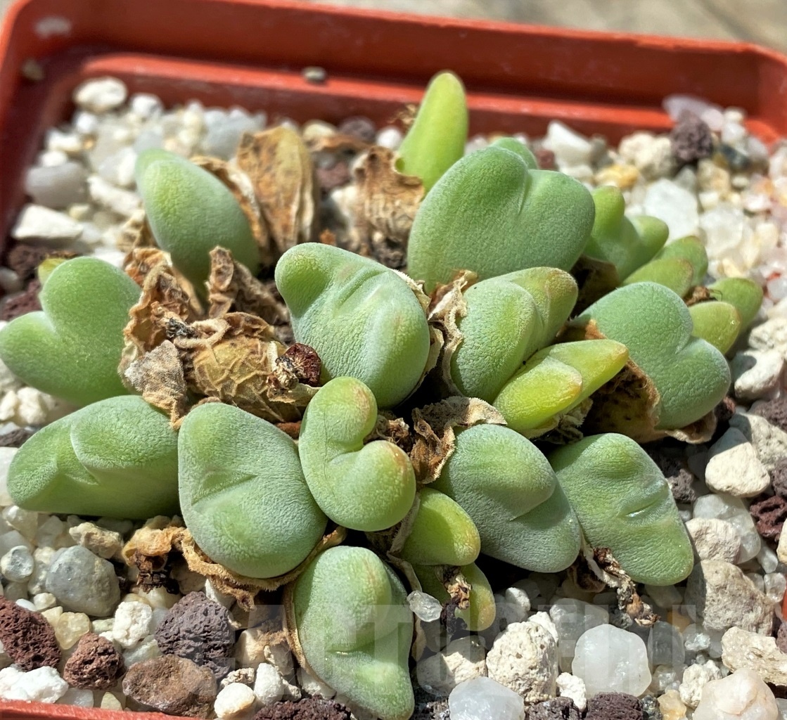 SHPR11038 Conophytum bilobum `Polomiticum`