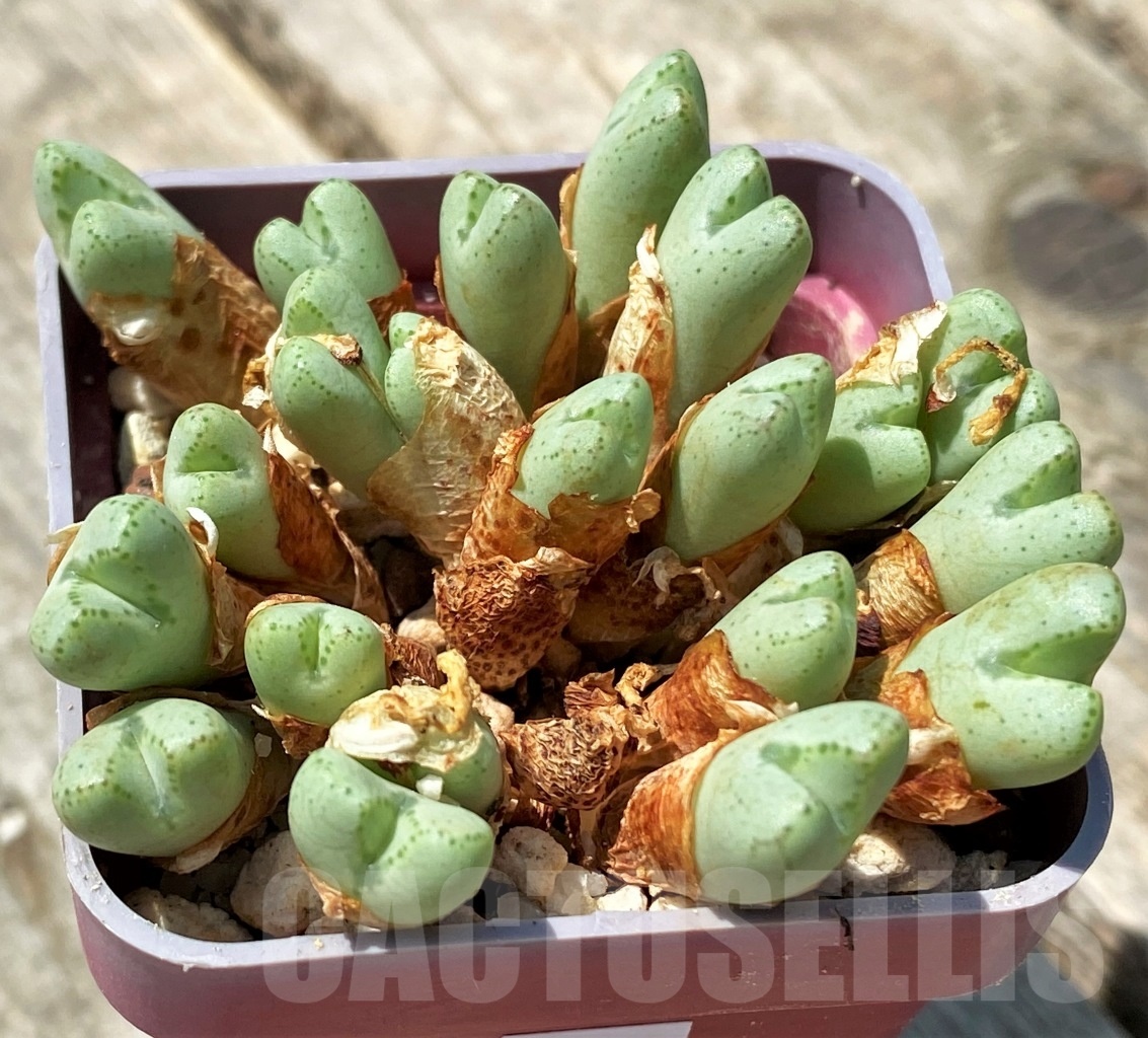 SHPR11040 Conophytum violaciflorum
