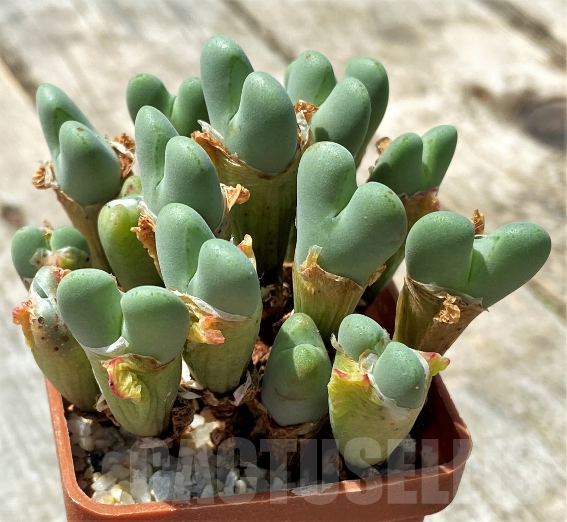 SHPR11041 Conophytum frutescens - 画像 (2)