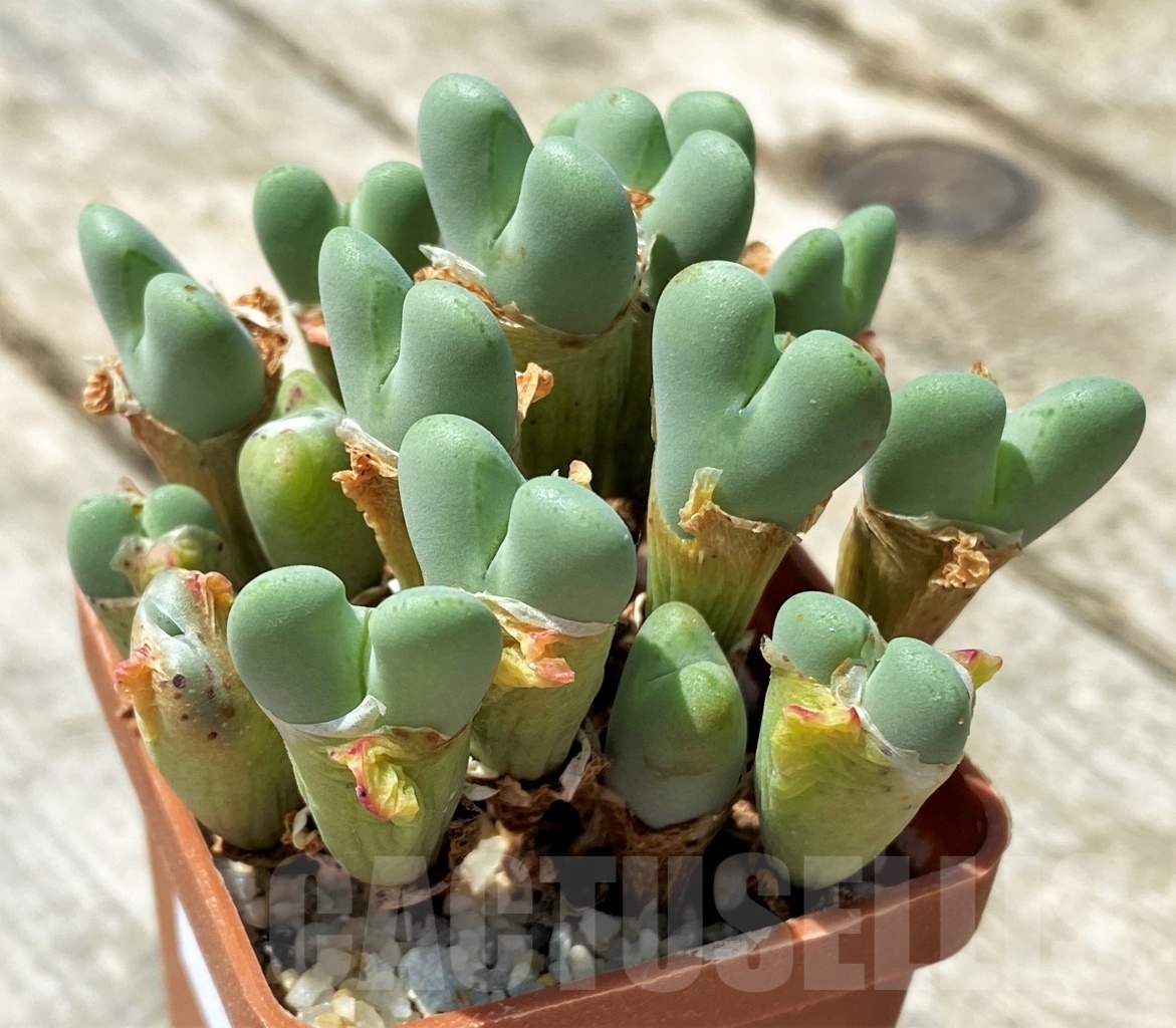 SHPR11041 Conophytum frutescens