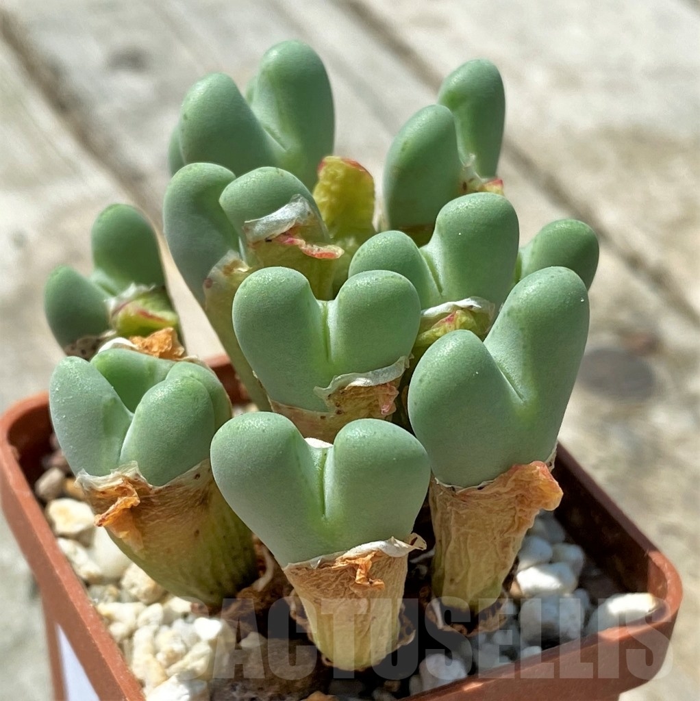 SHPR11042 Conophytum frutescens