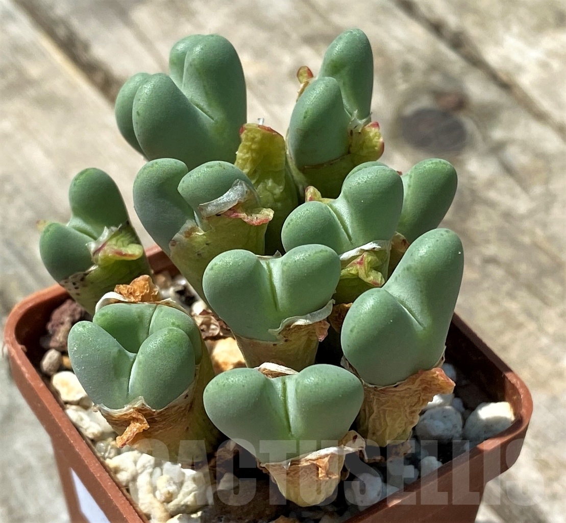 SHPR11042 Conophytum frutescens - 画像 (2)