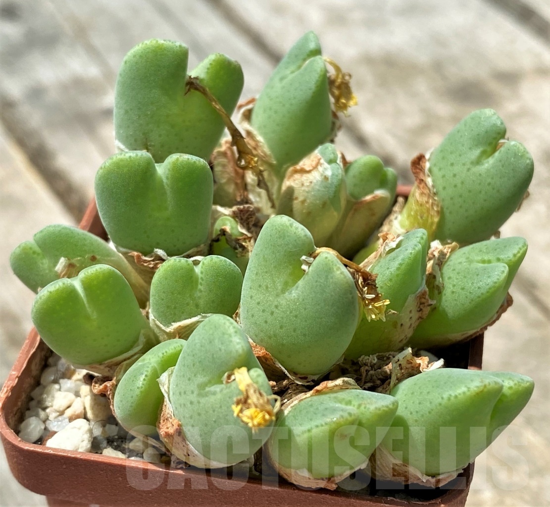 SHPR11046 Conophytum taylorianum ssp. rosynense EVJ 5518